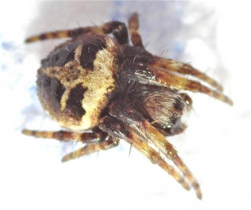 Agalenatea redii