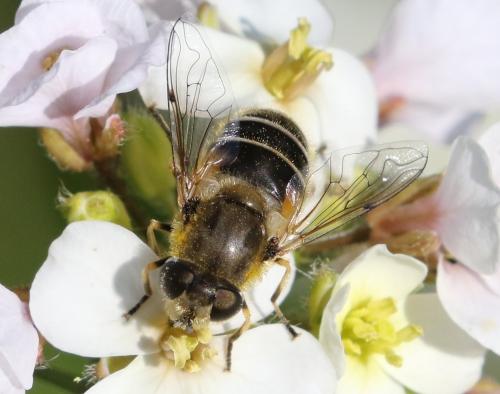 Réf. 248 674 : Eristalis arbustorum