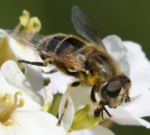 Eristalis arbustorum