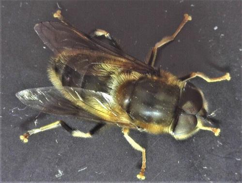 Eristalis pertinax