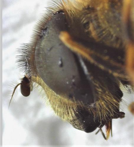 Eristalis pertinax