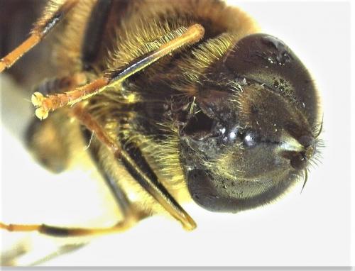 Eristalis pertinax