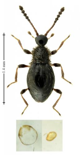 Réf. 248 078 : Euconnus hirticollis