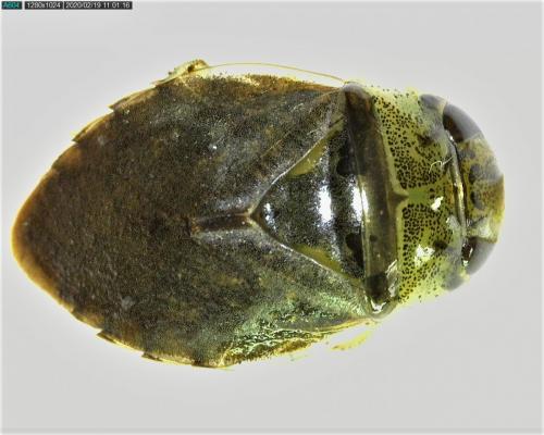 Ilyocoris cimicoides