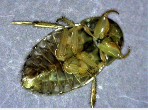 Ilyocoris cimicoides