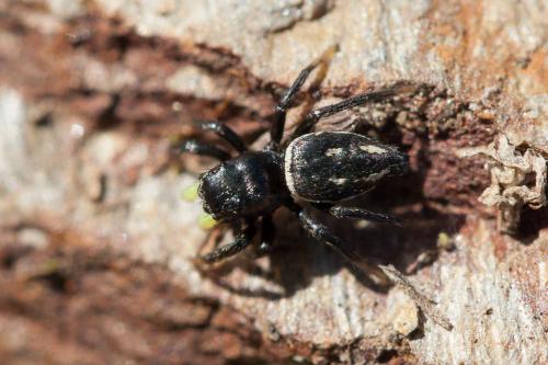 Heliophanus sp.