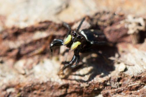 Heliophanus sp.