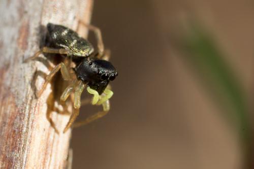 Heliophanus cupreus