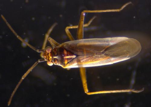 Réf. 248 758 : Conostethus roseus