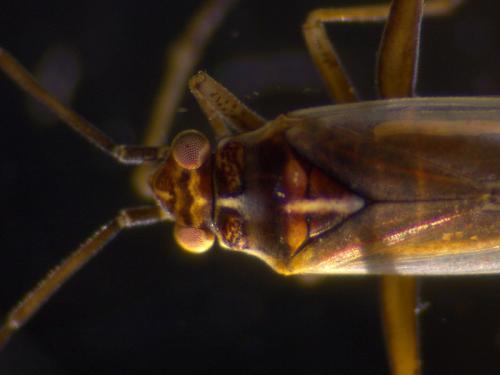 Réf. 248 759 : Conostethus roseus