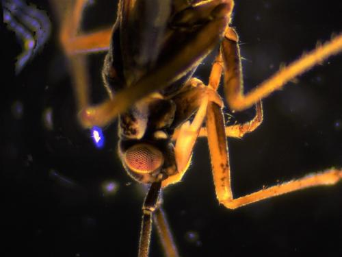 Réf. 248 760 : Conostethus roseus
