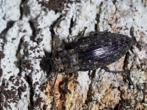 Imatismus variegata