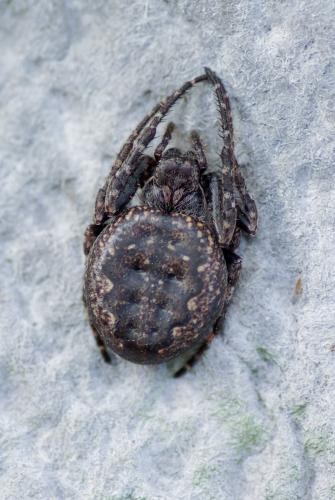 Réf. 248 731 : Nuctenea umbratica