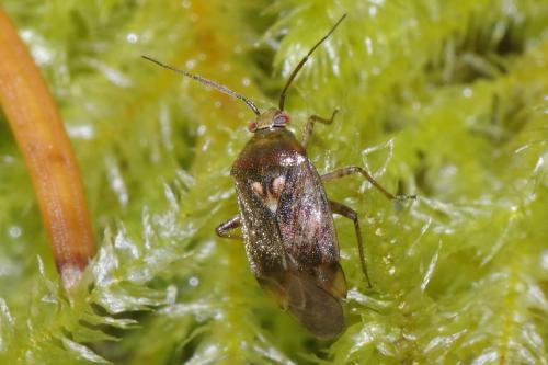 Réf. 248 073 : Lygus rugulipennis