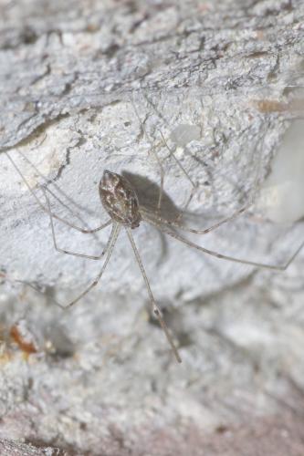 Holocnemus pluchei