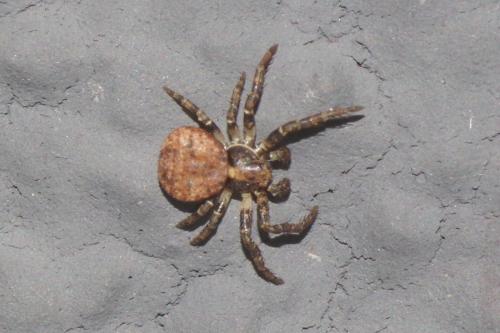 Ozyptila sp.