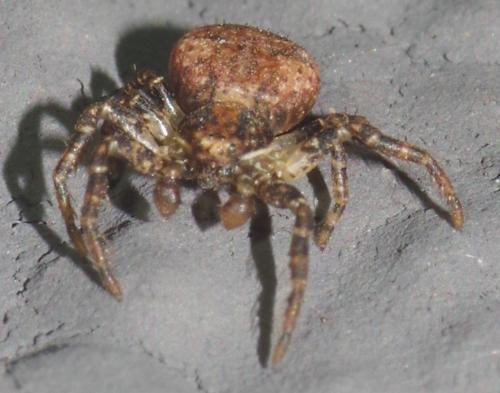 Ozyptila sp.