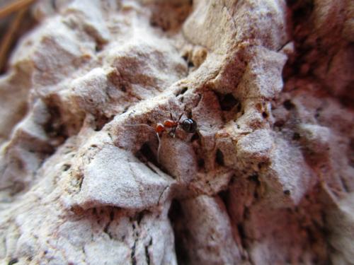 Camponotus lateralis