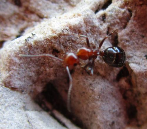 Camponotus lateralis