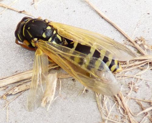 Polistes sp.