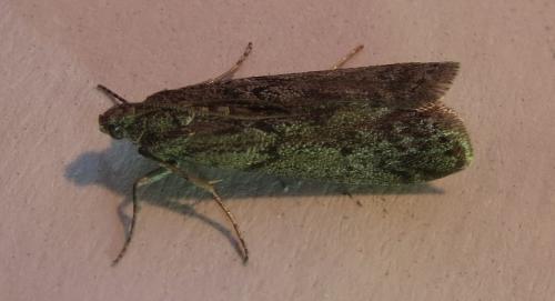 Ephestia kuehniella