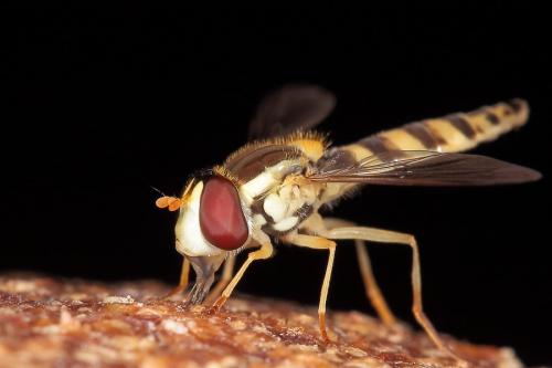 Réf. 248 495 : Sphaerophoria sp.