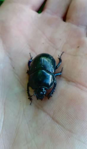 Geotrupes stercorarius