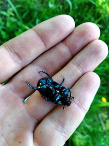 Geotrupes stercorarius