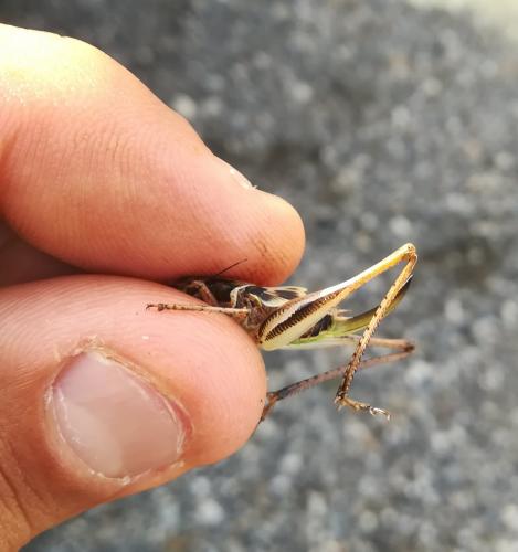 Platycleis sp.