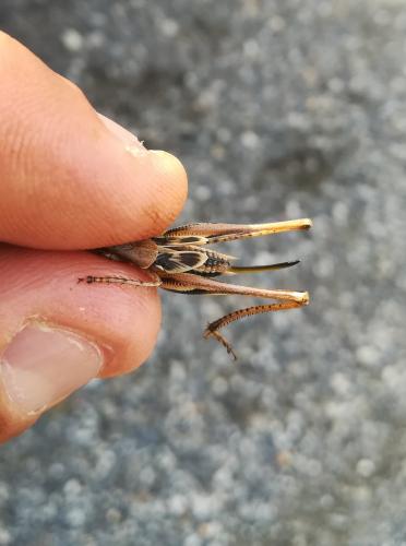 Platycleis sp.