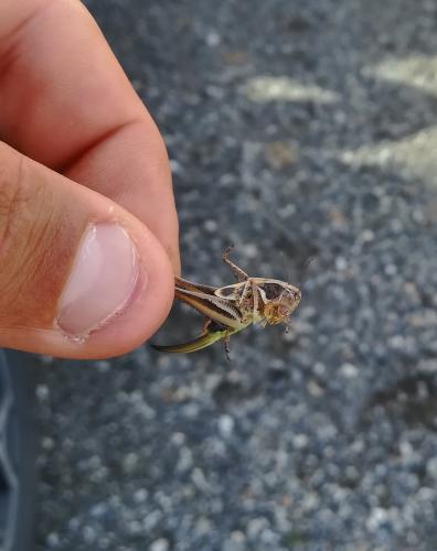 Réf. 248 511 : Platycleis sp.