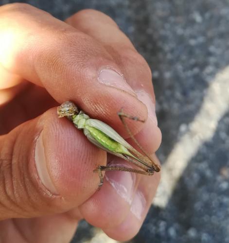 Réf. 248 517 : Platycleis sp.
