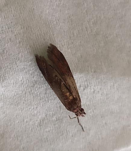 Réf. 248 683 : Plodia interpunctella