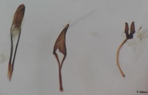 Lasiorhynchites sp.