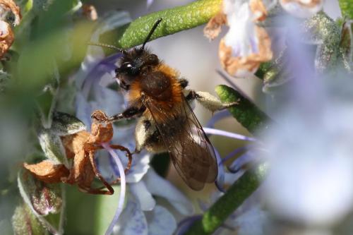 Andrena bicolor