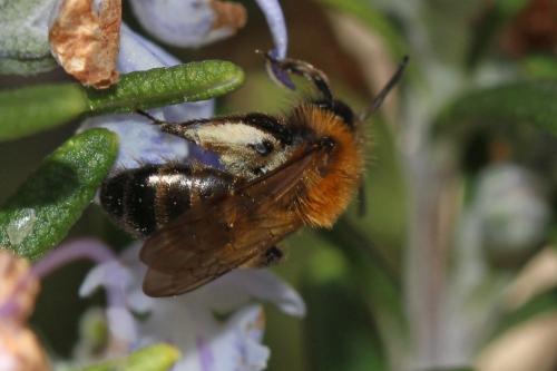 Andrena bicolor