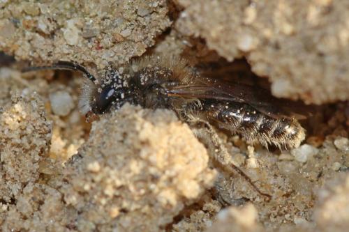Réf. 248 963 : Andrena ventralis