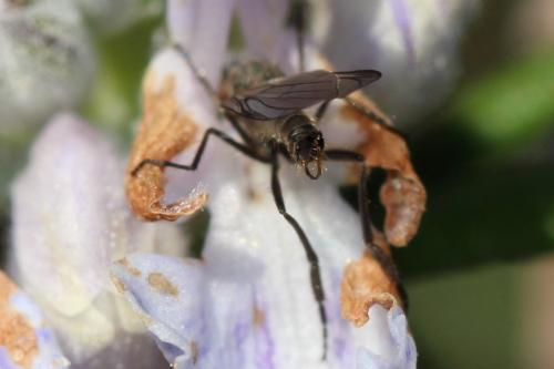 Réf. 248 998 : Empis sp.