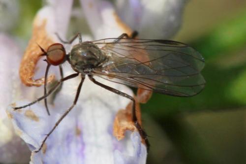 Réf. 248 997 : Empis sp.