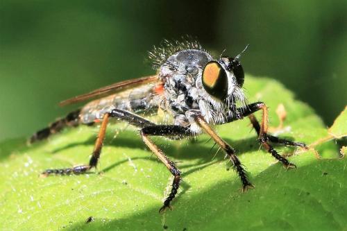 Neoitamus sp.
