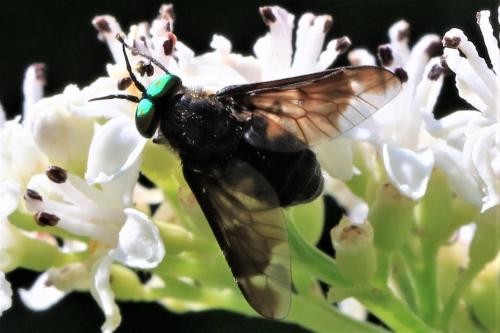 Réf. 248 411 : Chrysops caecutiens