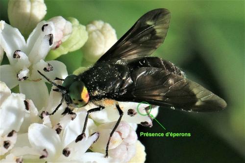 Réf. 248 413 : Chrysops caecutiens