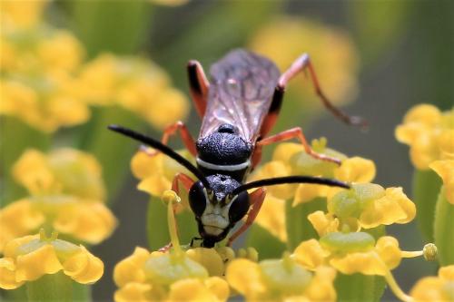 Réf. 248 033 : Ceropales maculata
