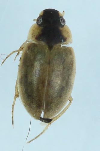 Réf. 248 562 : Laccobius femoralis mulsanti