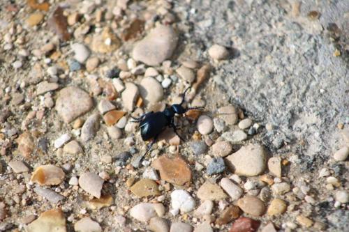 Meloe sp.