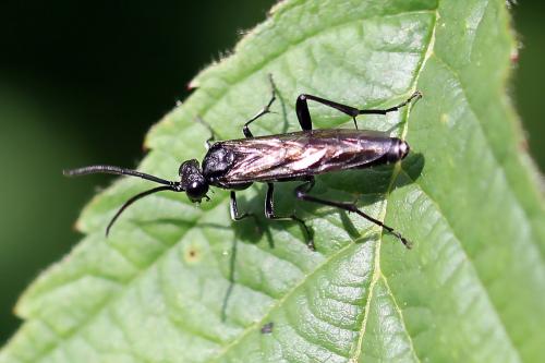 Réf. 248 988 : Tenthredininae inconnu