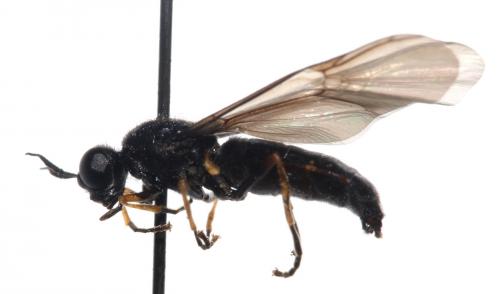 Exochostoma nitidum