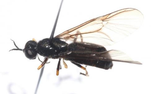 Exochostoma nitidum