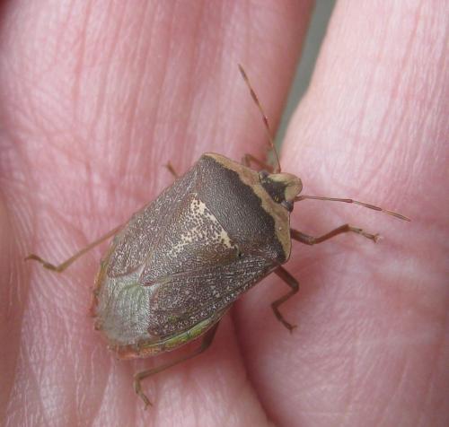 Réf. 248 806 : Nezara viridula