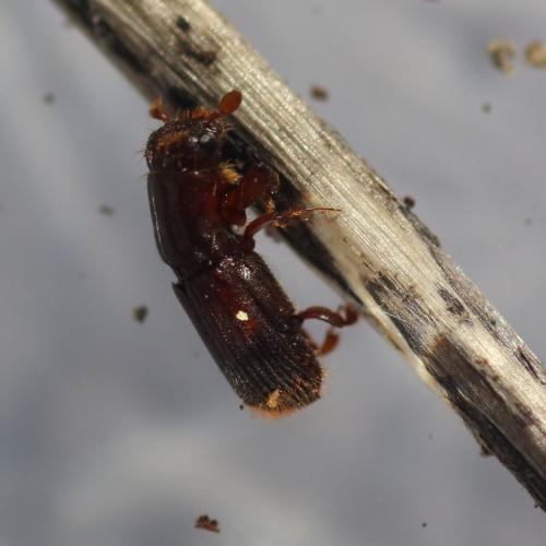 Réf. 248 040 : Platypus cylindrus